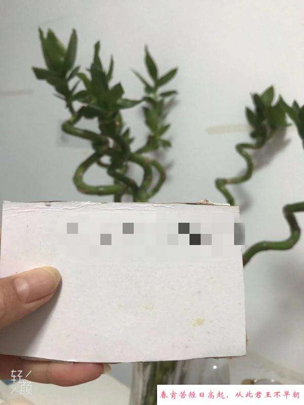 芜湖湾址区的大奶妹 第1张